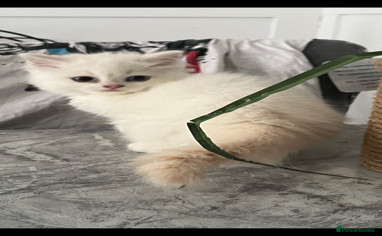 Scottish Fold cats - Advert 8