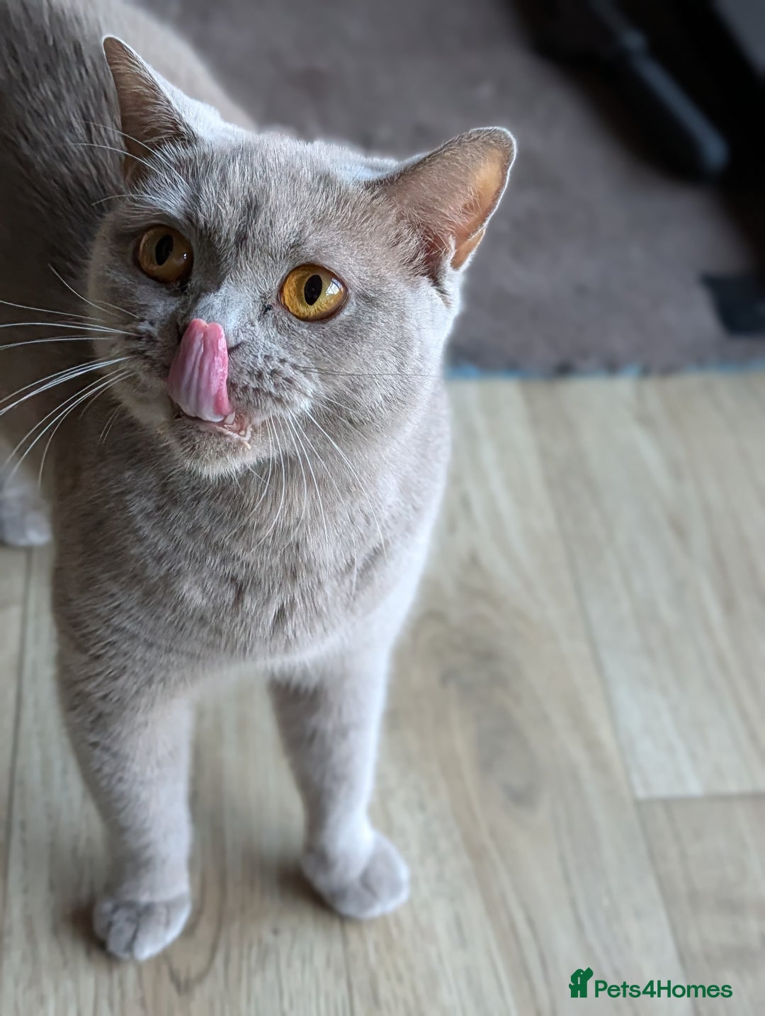 British Shorthair cats for sale: Lilac BSH Queen 2.5y old looking for new home - Advert 3