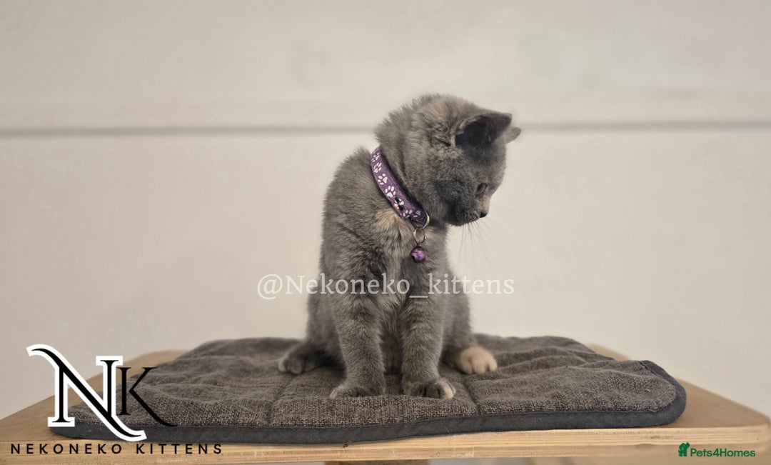 British Shorthair cats for sale: ❗️❗️2 LEFT❗️❗️CHUNKY ADORABLE FLUFF BALLS in Ilkeston - Image 22