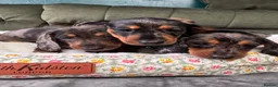 Miniature Dachshund dogs for sale: 6 cute miniature dachshund pupps available  - Advert 23