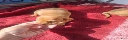 Dachshund dogs for sale: Dashonds - Advert 10