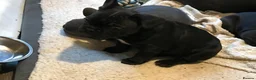 French Bulldog dogs for sale: French bulldog puppies  - Advert 7