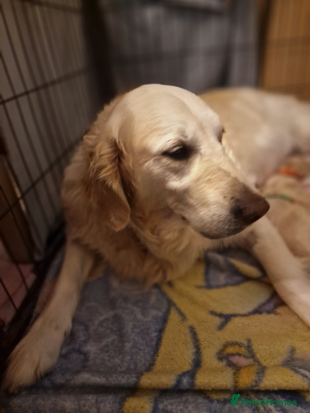 Golden Retriever dogs for sale: 🐾🐕Golden Retriever Puppies 🐶 🐕‍🦺 - Image 10