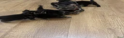 Mixed Breed cats for sale: 5 kittens available to be adopted  - Advert 8