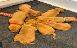 Hungarian Vizsla dogs for sale: KC regarding Hungarian Vizsla puppies - Image 15