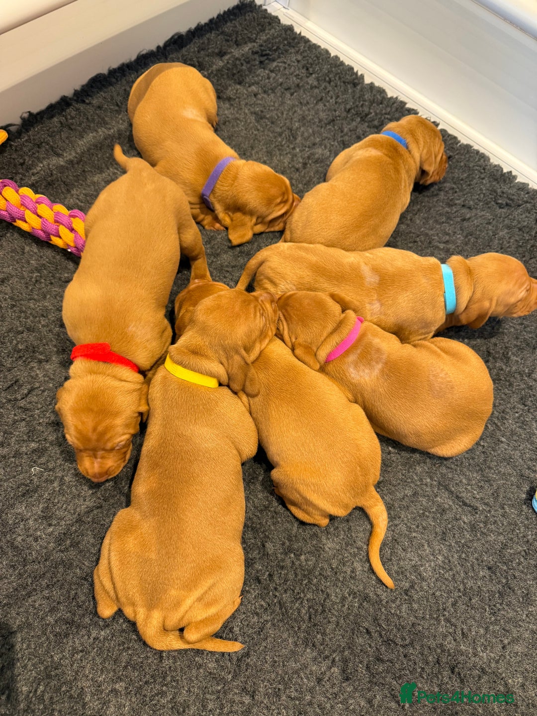 Hungarian Vizsla dogs for sale: KC regarding Hungarian Vizsla puppies - Image 15