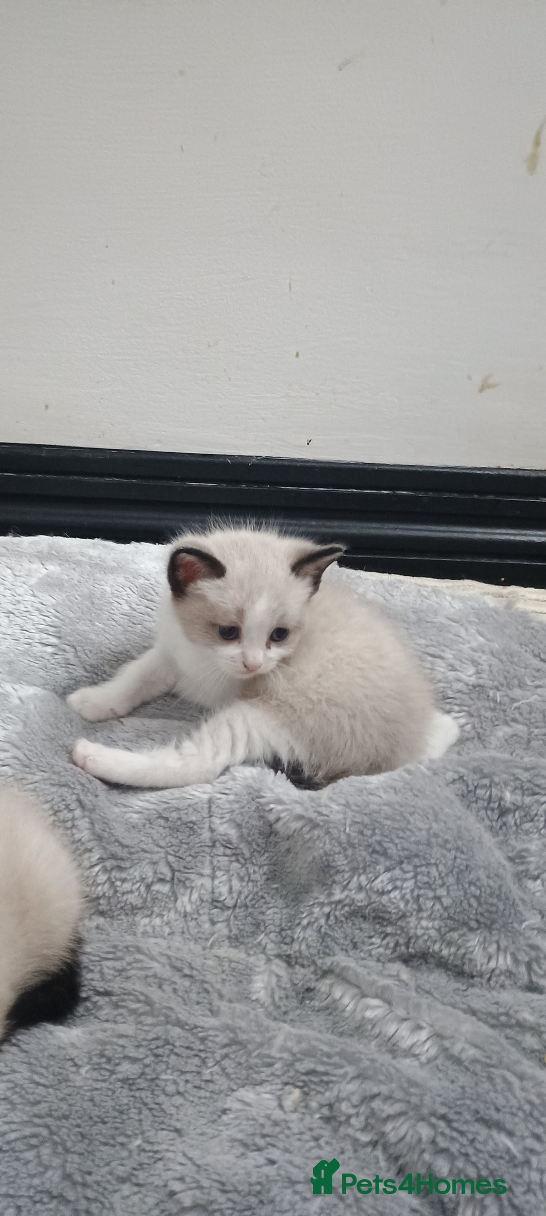 Ragdoll cats for sale: 3 quarters RAGDOLL KITTENS FOR SALE £150 - Image 24