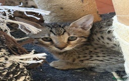 Savannah cats for sale: Stunning F4 kittens ready for their forever homes - Image 4
