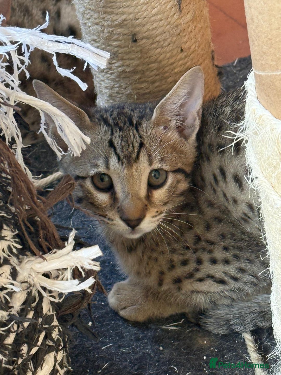 Savannah cats for sale: Stunning F4 kittens ready for their forever homes - Image 4