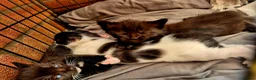 Mixed Breed cats for sale: Cute little kittens 😻😻😻 - Advert 4