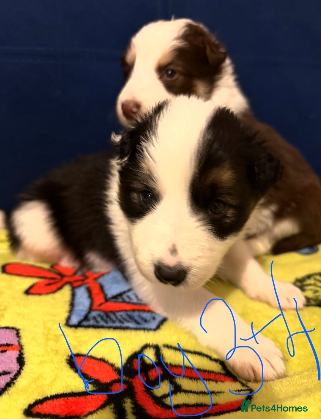 Border Collie dogs for sale: Little of collie pups - Advert 5