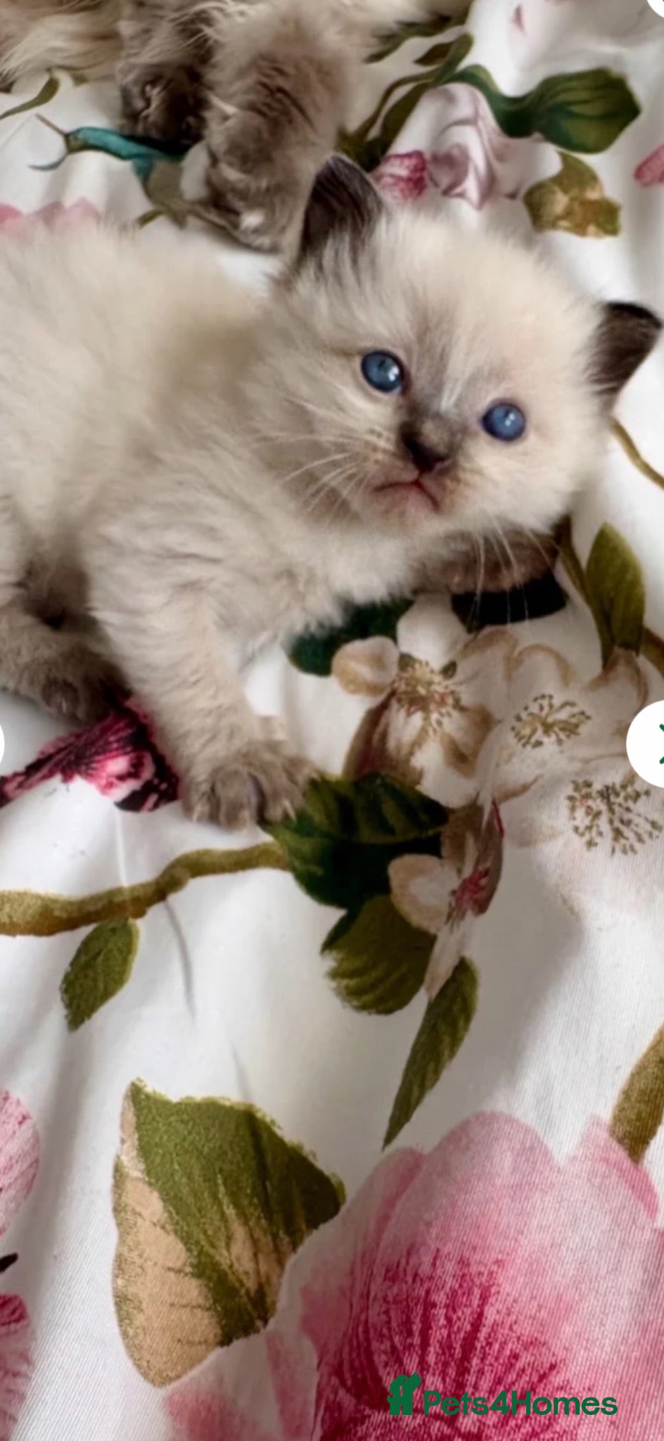 Ragdoll cats 🦋💙 ADORABLE GCCF BABIES 💙🦋 - Advert 1
