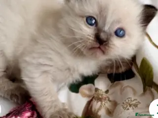 Ragdoll cats 🦋💙 ADORABLE GCCF BABIES 💙🦋 - Advert 3