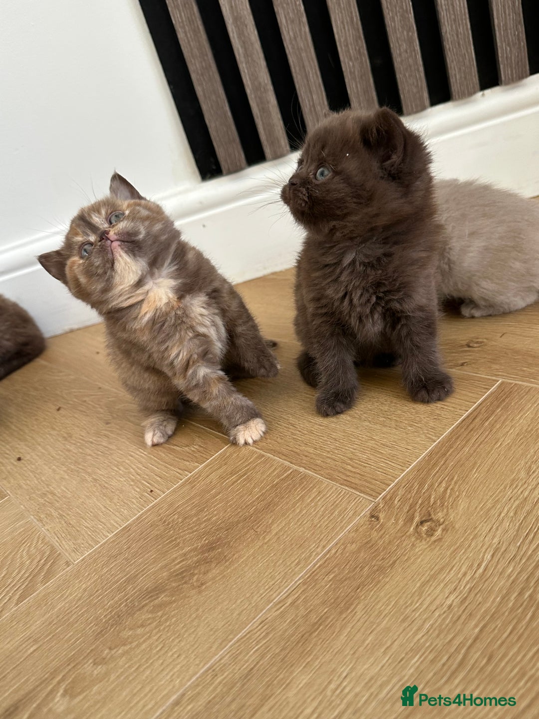 British Shorthair cats for sale: 😻Beautiful Chocolate Tortie BSH Kittens😻🎀 - Advert 8