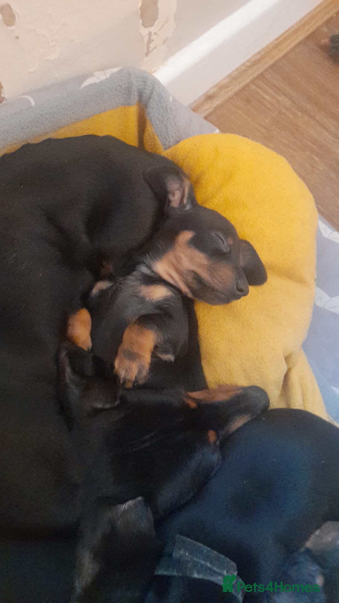 Miniature Dachshund dogs for sale: Miniature dachshund male puppies - Advert 36