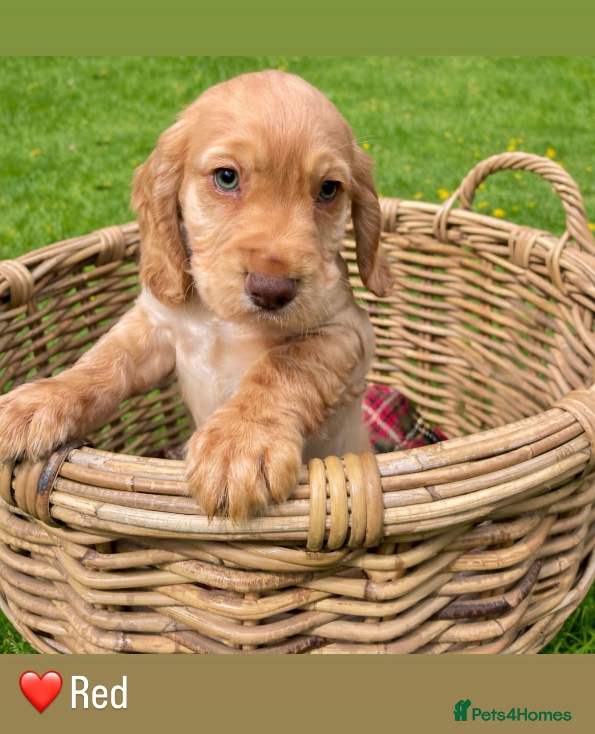 Cocker Spaniel dogs Handsome Golden Working Cocker Spaniel Puppies - Advert 2