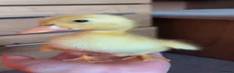 Ducks poultry for sale: Alsebury/Runner ducklings in Leicester - Advert 5