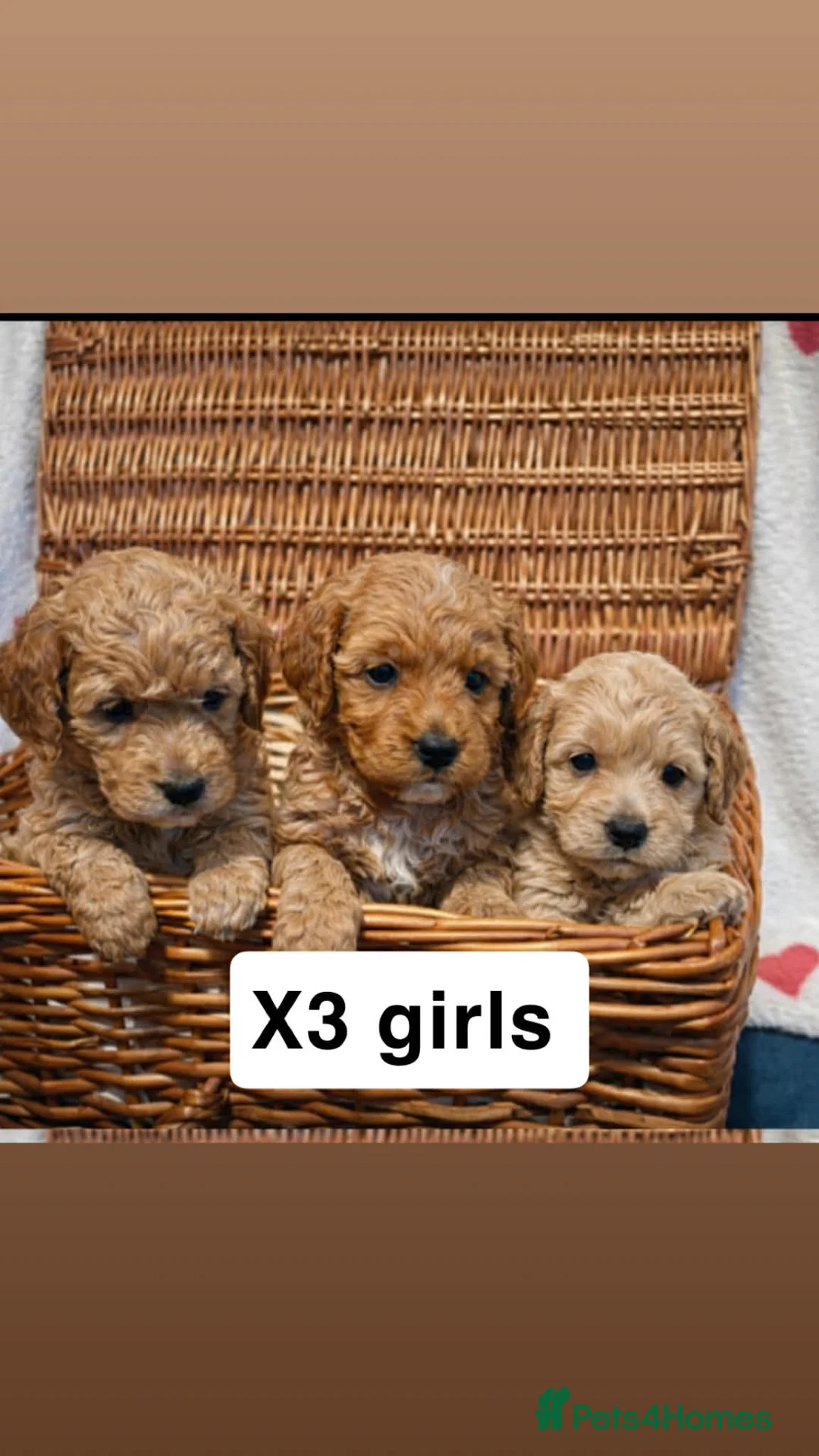 Cockapoo dogs for sale: Puppies ready for there forever homes  - Advert 3