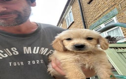 Mixed Breed dogs for sale: Dakota Sport Retriever Puppies ready 01/10/25 - Image 12