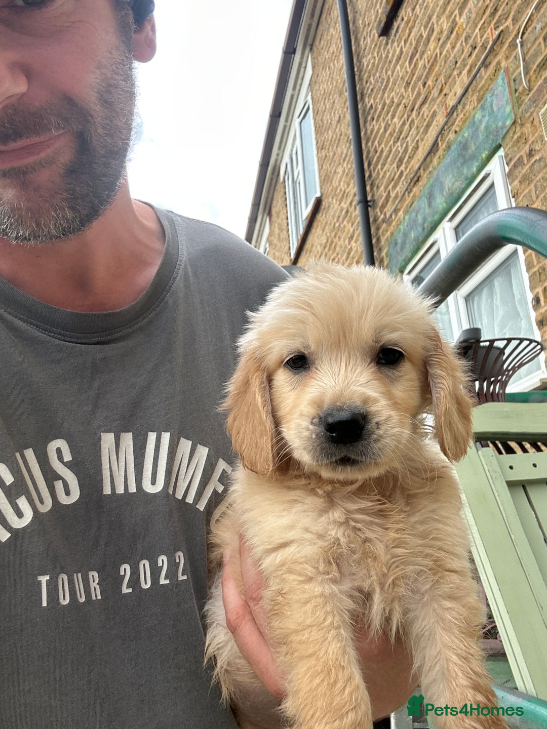 Mixed Breed dogs for sale: Dakota Sport Retriever Puppies ready 01/10/25 - Image 12