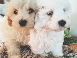 Maltipoo dogs F1 HEALTH TESTED QUALITY TOY MALTIPOO PUPPIES - Advert 12