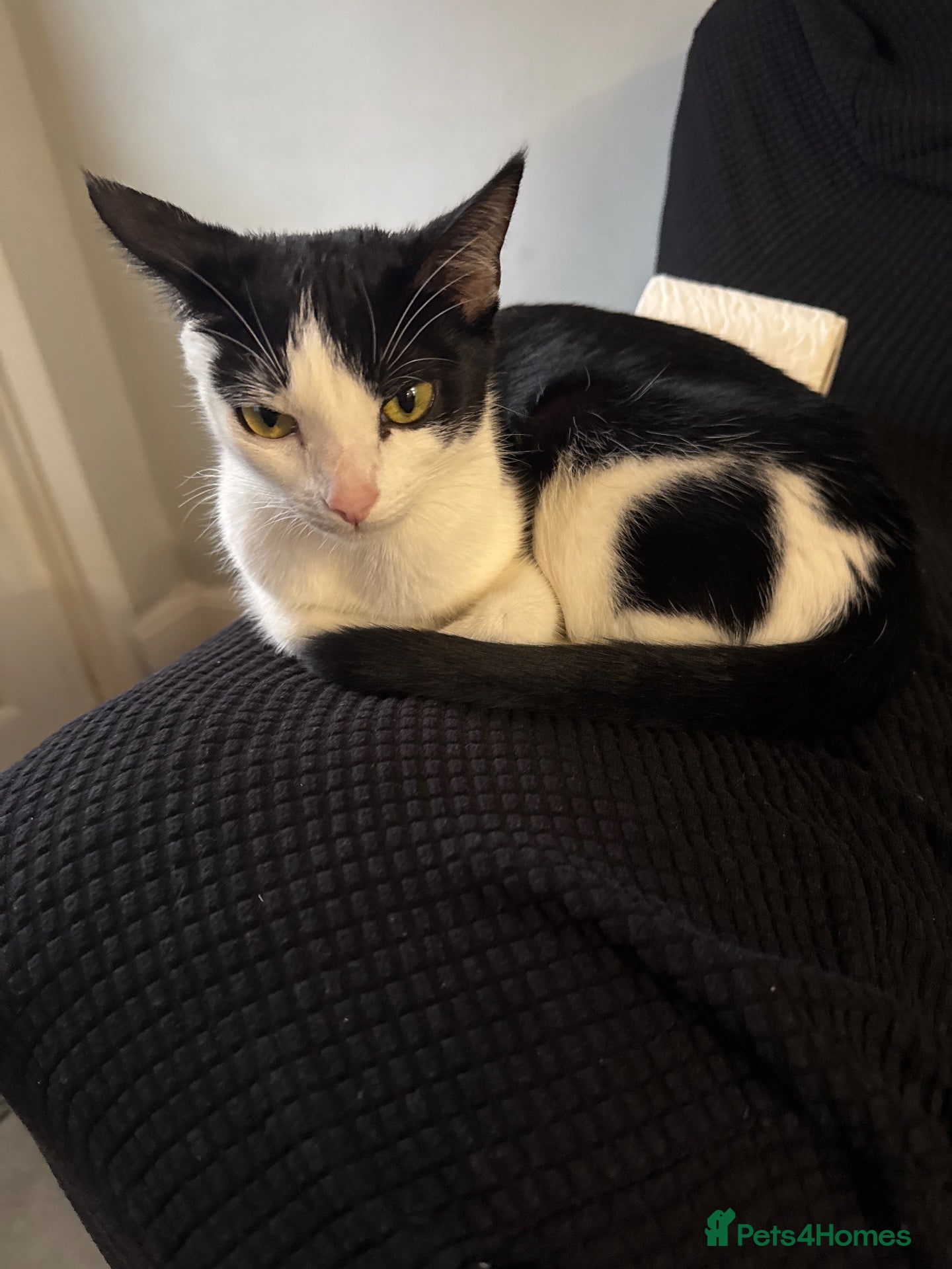 Mixed Breed cats 3 black and white tuxedo kittens.  - Advert 7