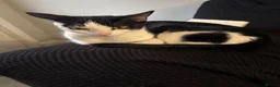 Mixed Breed cats for sale: 3 black and white tuxedo kittens.  in Kidderminster - Advert 1