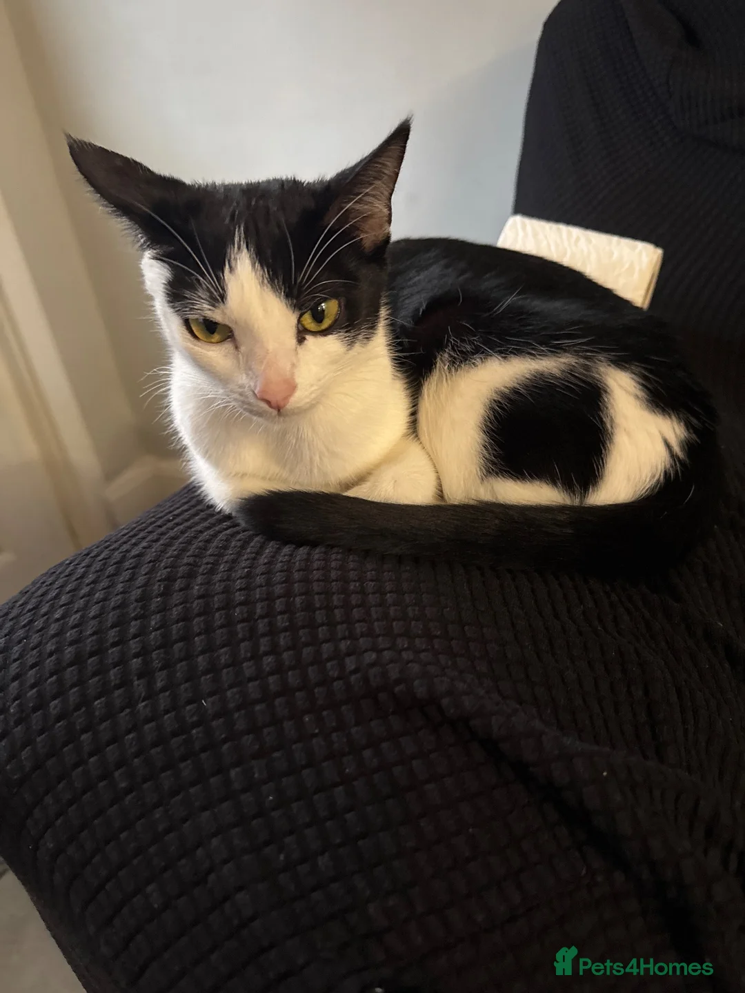 Mixed Breed cats for sale: 3 black and white tuxedo kittens.  in Kidderminster - Advert 1