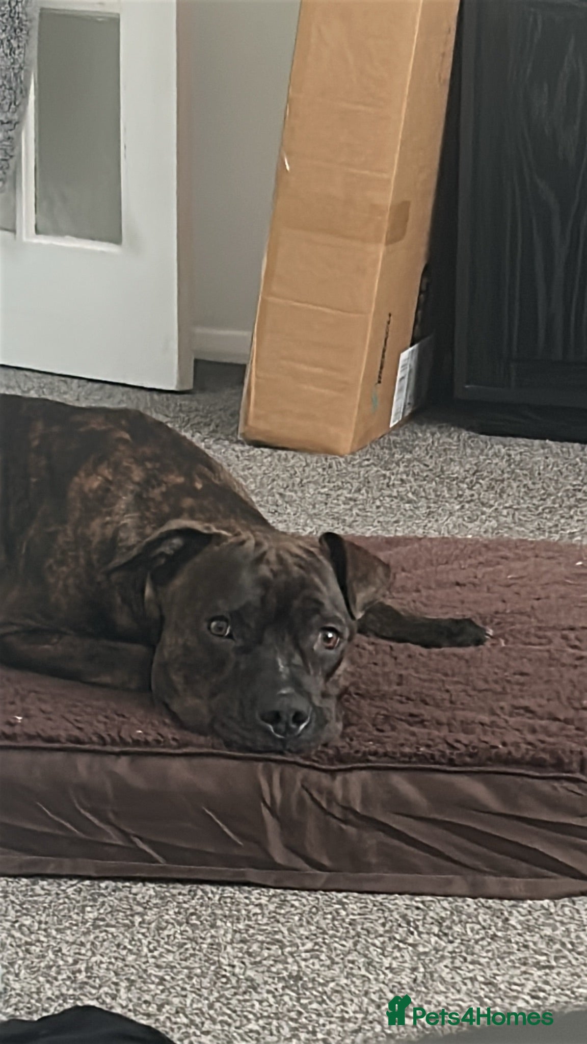Mixed Breed dogs Loving home needed - please read full description  - Advert 14