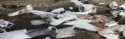 Pigeons birds for sale: Roller pigeons  in Hartlepool - Advert 4