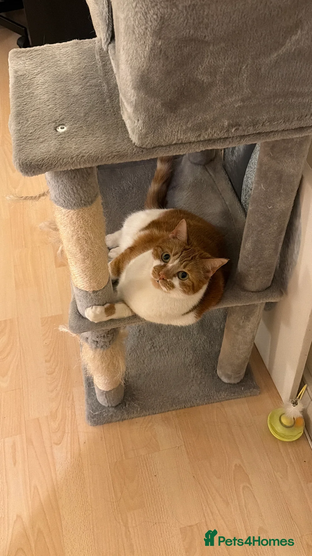 Domestic Shorthair cats for sale: Honey - Advert 2