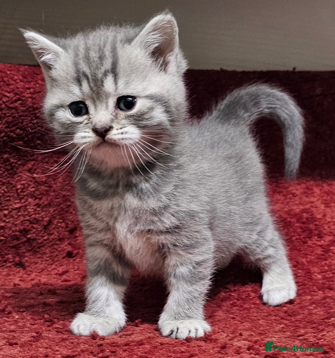 British Shorthair cats for sale: Beautiful silver tabby british shorthair kittens  - Image 14