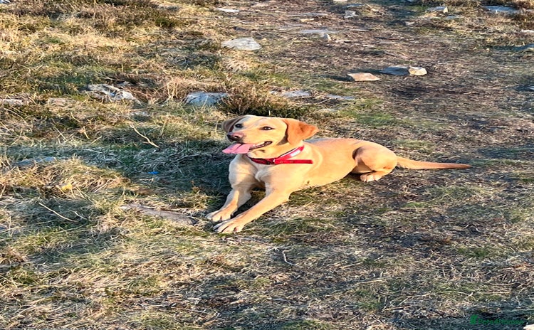 Labrador Retriever dogs - Advert 6