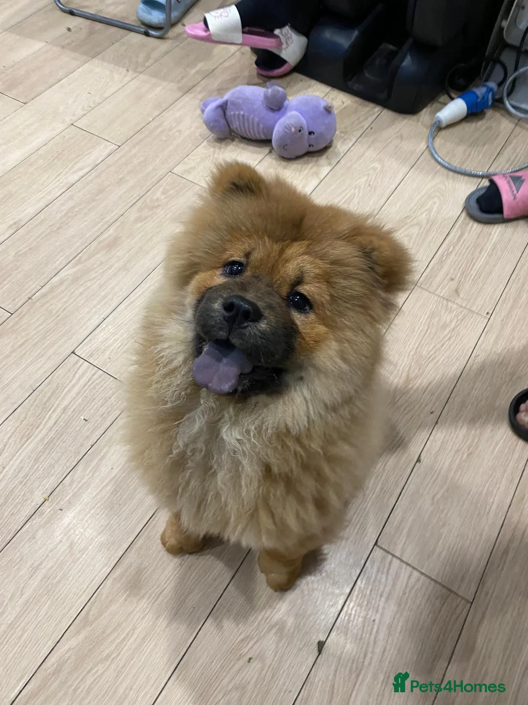 Chow Chow dogs for sale: Chow chow - Advert 6