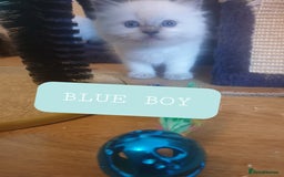Ragdoll cats for sale: 5 fully seal point ragdoll kittens  - Image 7