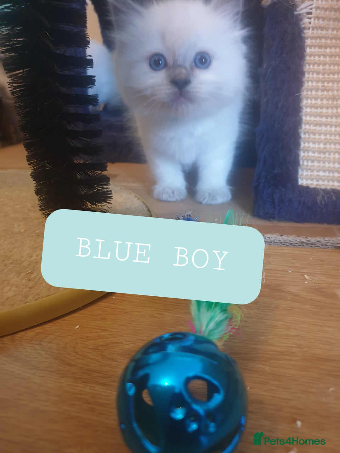Ragdoll cats for sale: 5 fully seal point ragdoll kittens  - Image 7