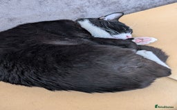 Mixed Breed cats for sale: Rehome cat - Image 6