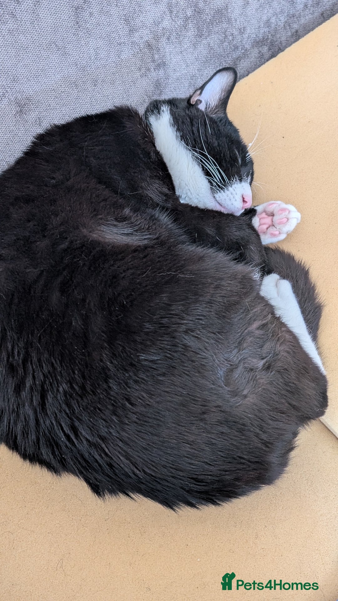 Mixed Breed cats for sale: Rehome cat - Image 6
