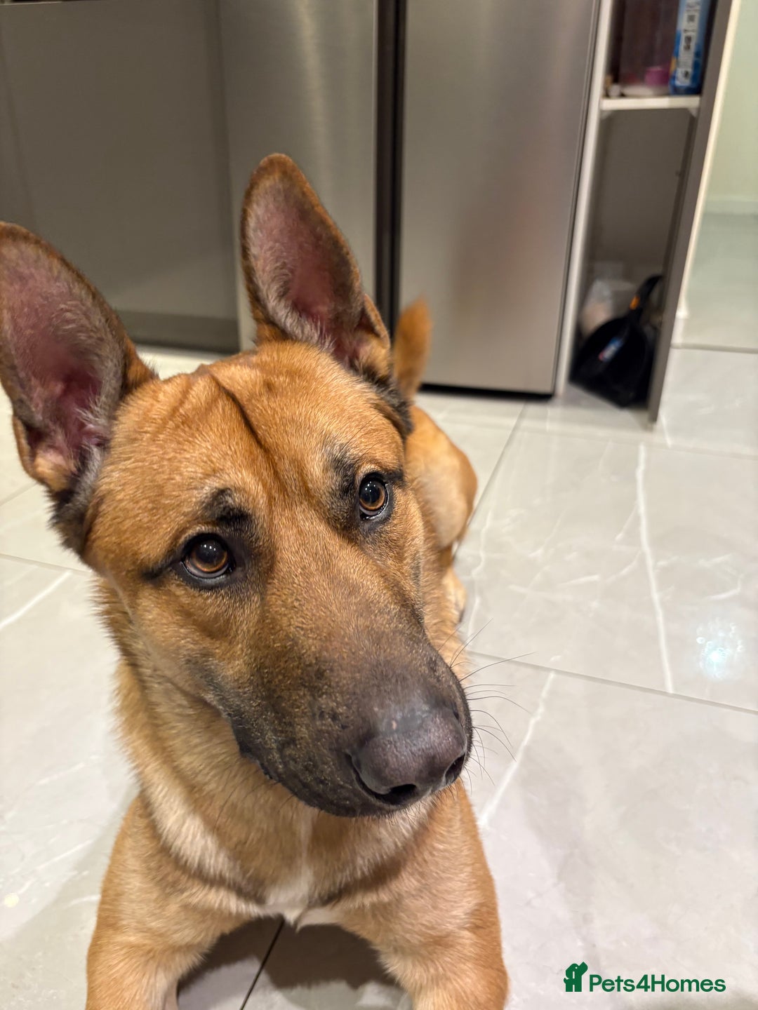 Mixed Breed dogs for sale: DOG FOR FREE - Advert 4