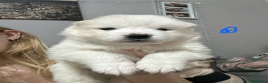 Samoyed Puppy 1