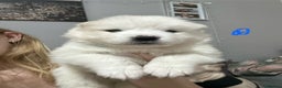 Samoyed dogs for sale: Adorable Samoyed Puppies for Sale!  - Advert 10