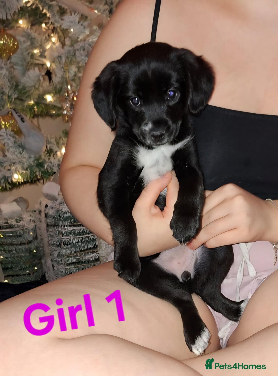 Mixed Breed dogs for sale: LAST 2 LITTLE GIRLS. COCKERANIANS.💥 - Advert 1