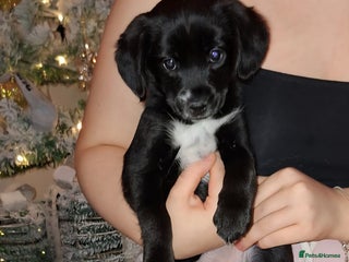 Mixed Breed dogs LAST 2 LITTLE GIRLS. COCKERANIANS.💥 - Advert 1