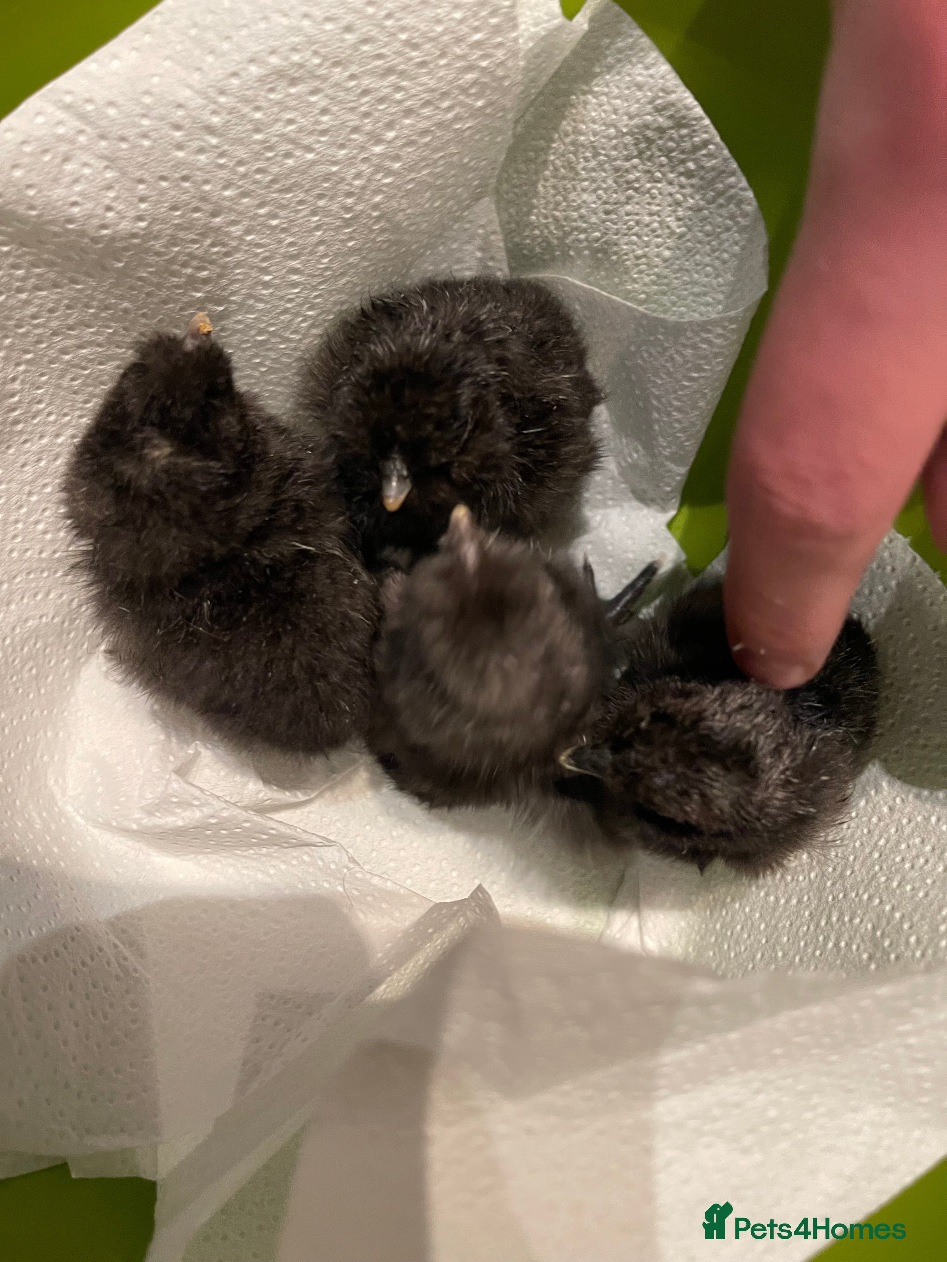 Chickens poultry 1 and 2 day old silkie chicks available  - Advert 17