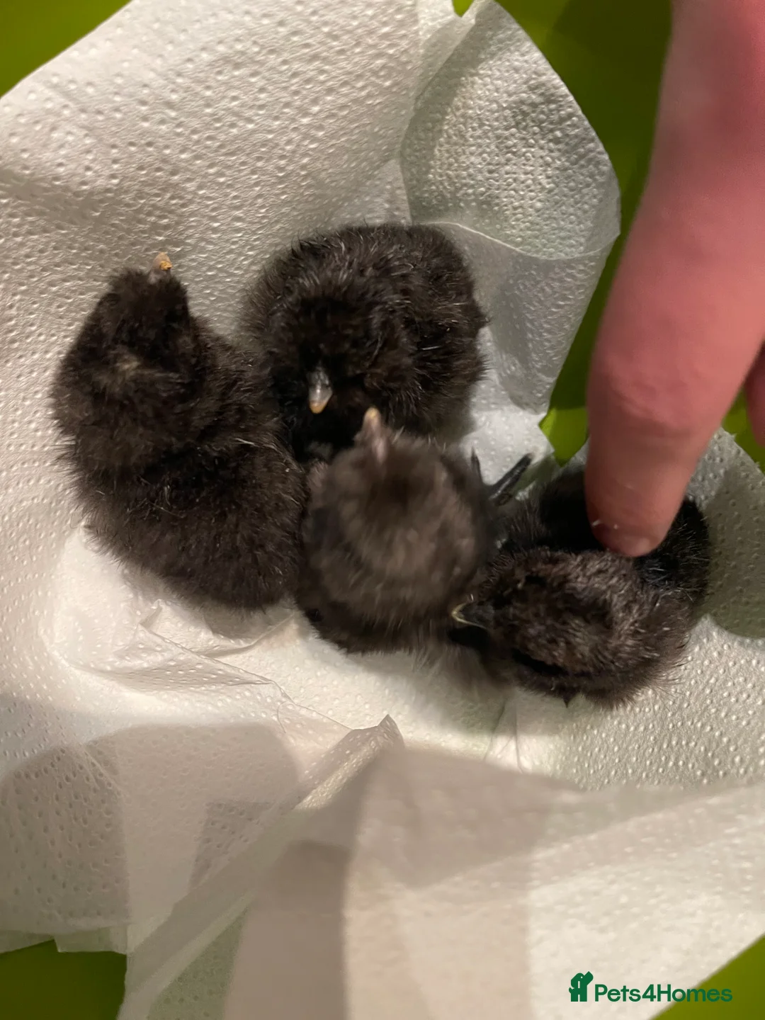 Chickens poultry for sale: 1 and 2 day old silkie chicks available  - Advert 1