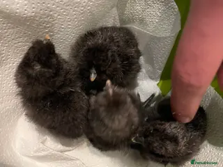 Chickens poultry 1 and 2 day old silkie chicks available - Advert 17