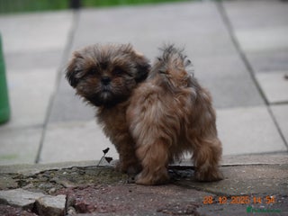 Shih Tzu dogs SHIH TZU STANDARD - PURE BREED - Advert 3