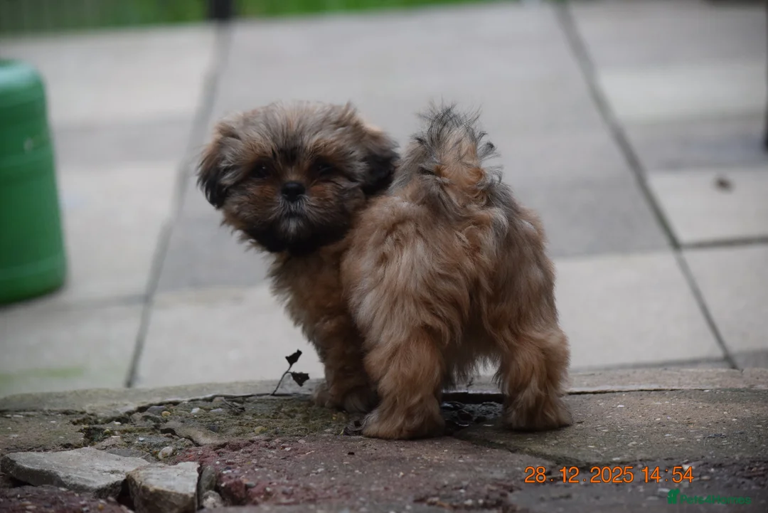 Shih Tzu dogs for sale: SHIH TZU STANDARD - PURE BREED  - Advert 3