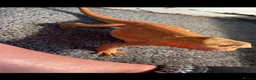 Bearded Dragon reptiles for sale: Bearded dragon  - Advert 2