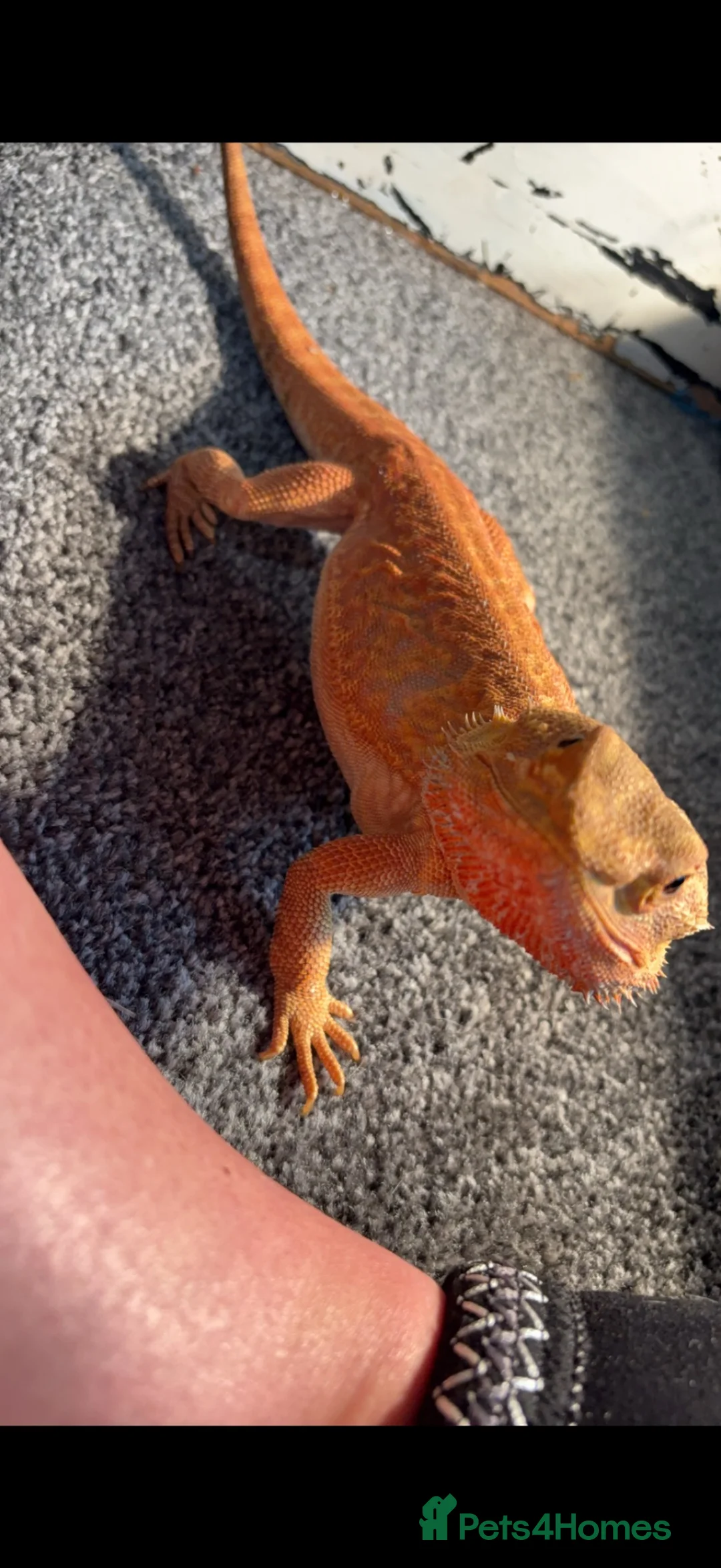 Bearded Dragon reptiles for sale: Bearded dragon  - Advert 2